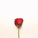 Roz Sorkh 🌹 avatar