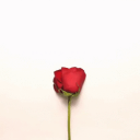 Discovery icon for Roz Sorkh 🌹 Discord server