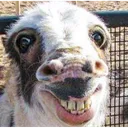ALOG (Animal World)