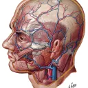 Medical Illustrators