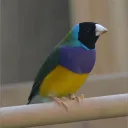 The Bird Cafe