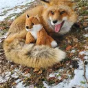 Navi's digital fox den.