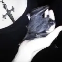 traumatized