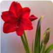 Logo for Amaryllis Park