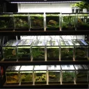 The Shelf