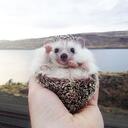 a hedgehog server Discord Server Icon