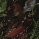 🪻 café roleplay.