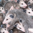 â™¡ Opossum Hangout Server Icon