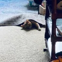 Funni Monkey