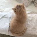 ┈﹒⨯﹕🦌﹕hyanchii﹕⨯﹒┈