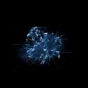 The Shattered Rose