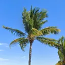 PalmTalk