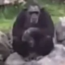 obanga's server