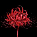 Lycoris