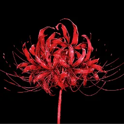 Lycoris — Дискорд Сервер