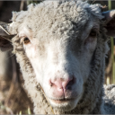 beep beep imma sheep Server Icon