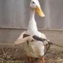 Duckgaming's icon