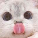 Cats :D Server Icon