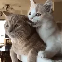 Kindle of Kittens
