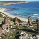 Roo Island