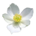 Ichirinsou 「一輪草」
