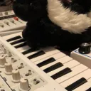 skunk zone