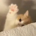 smelly cat