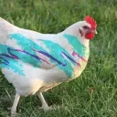 The Chicken Coop