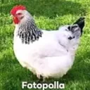 EL grupo foto polla