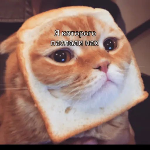 🔞₭ŌŤ🔞 — мониторинг Discord сервера, статистика и рейтинг