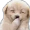 ๐ถ Dog Emotes