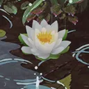 Pond's Soup Cult