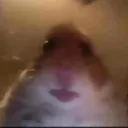 Hamster CULT's server
