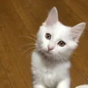 カンパリの鯖