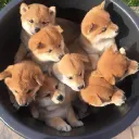 Stormie's Shiba Pet Store