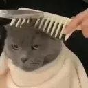 cat buds