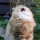 The Litterbox