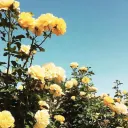 🌻 | 𝘼𝙫𝙚𝙧𝙮'𝙨 𝙂𝙖𝙧𝙙𝙚𝙣