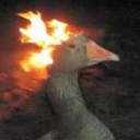 Duck people Server Icon