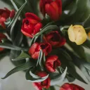 NFTulips