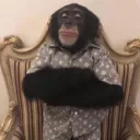 Monke Place