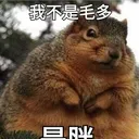 大麻松鼠教