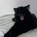 ying chilling’s bing chilling (real)
