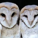 ~Vibe Cafe~