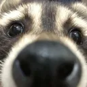 raccoon gang II
