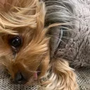 ゆないとも