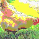 Chicken Coop