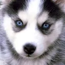 Team Husky