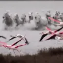 ⌗ 鸟 × birds of a feather  Discord Server Icon