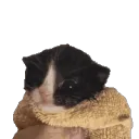 okabelustinan